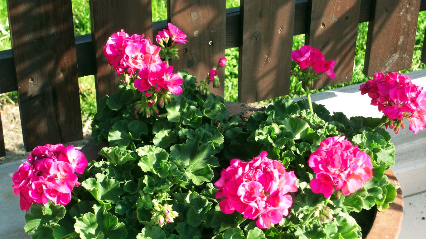 Blumen