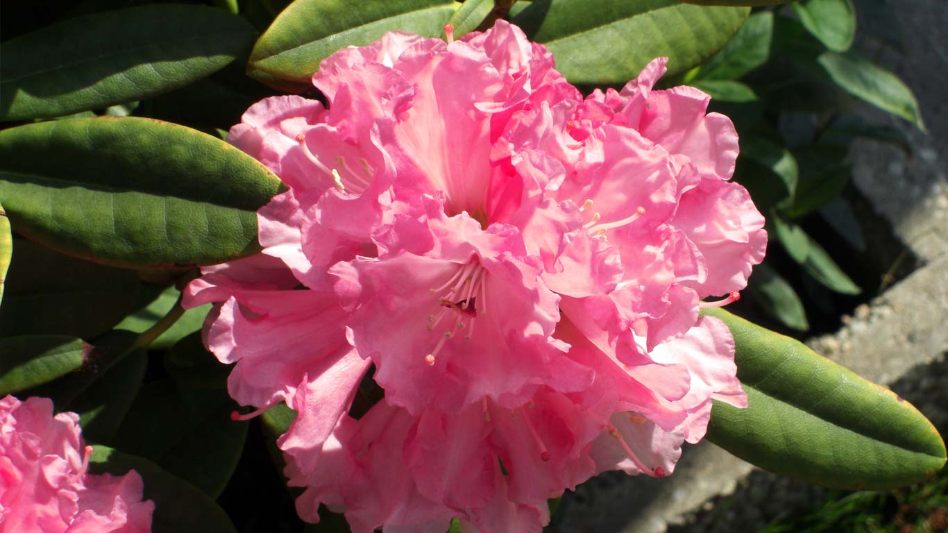 Oleander